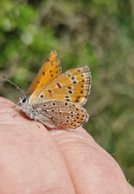 Lycaena thersamon - kis tűzlepke