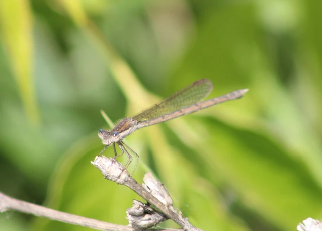 Sympecma fusca - téli rablószitakötő Sympecma fusca - téli rablószitakötő