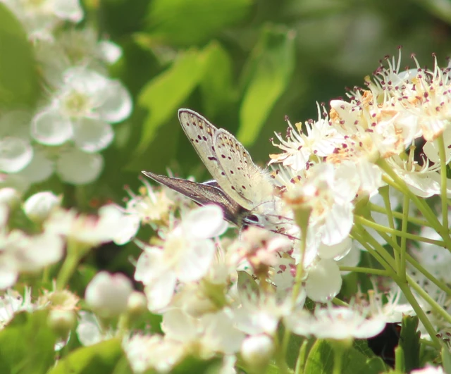 Lycaena tityrus - barna tűzlepke