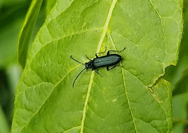Ischnomera