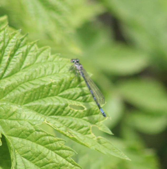 Coenagrion ornatum - díszes légivadász