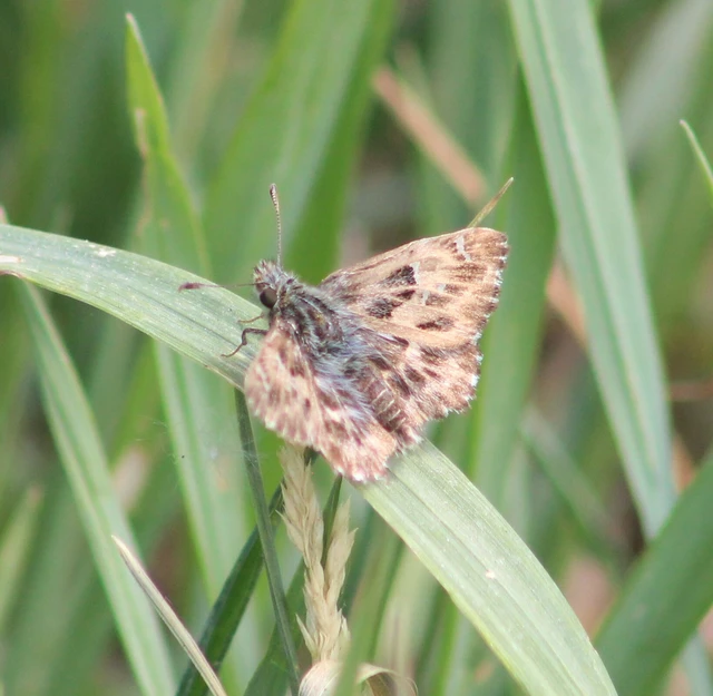 Carcharodus alceae - mályva-busalepke