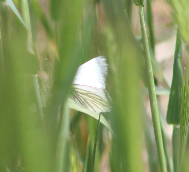 Pieris napi - repcelepke