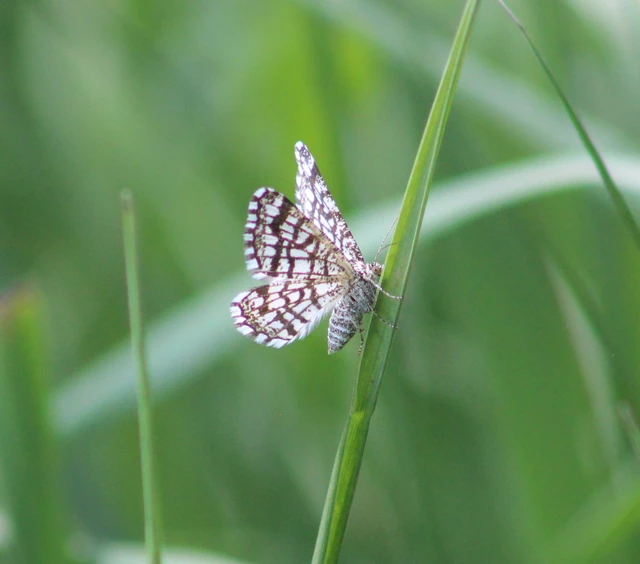 Chiasmia clathrata - rácsos rétiaraszoló