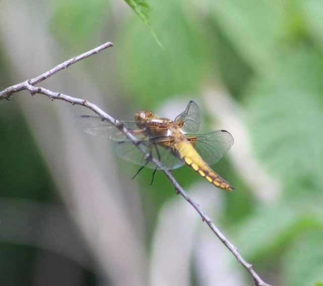 Libellula depressa - széles laposacsa