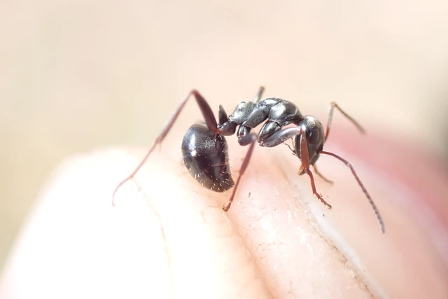 Formica fusca - kormos rabszolgahangya