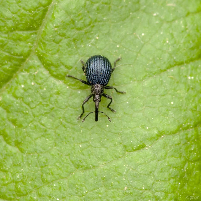 Holotrichapion pisi - lucernarügy-cickányormányos
