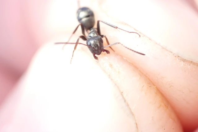Formica fusca - kormos rabszolgahangya