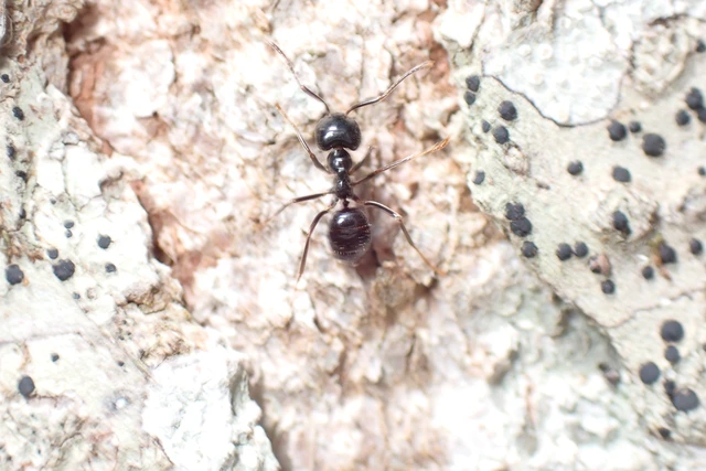 Lasius fuliginosus - kartonépítő fahangya