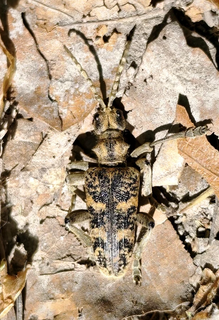Rhagium sycophanta - tölgyes-tövisescincér