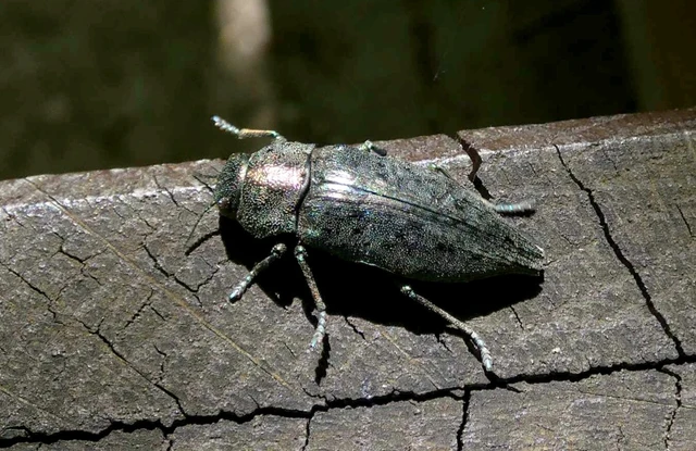 Dicerca berolinensis - bükkfa-díszbogár
