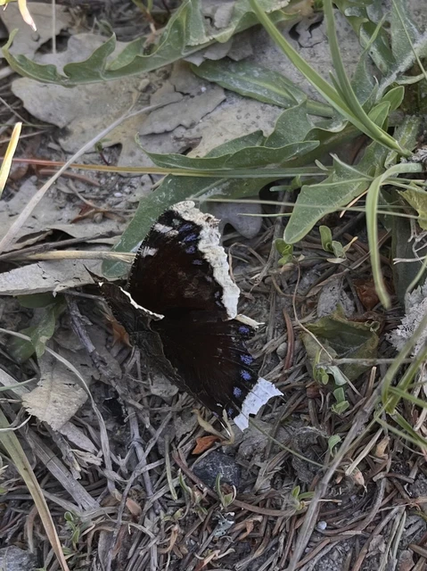 Nymphalis antiopa - gyászlepke