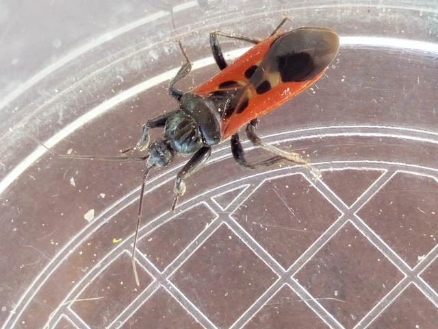 Peirates hybridus - foltos rablópoloska