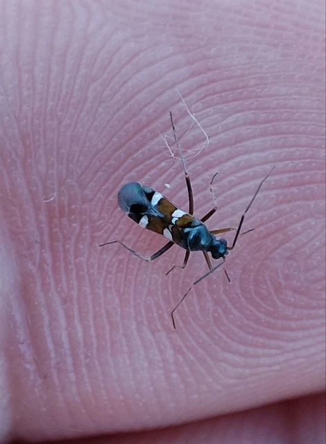 Systellonotus triguttatus - ezüstcsíkos mezeipoloska
