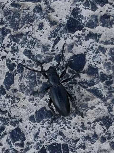 Dorcadion aethiops - fekete gyalogcincér Dorcadion aethiops - fekete gyalogcincér