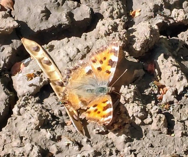 Nymphalis polychloros - nagy rókalepke