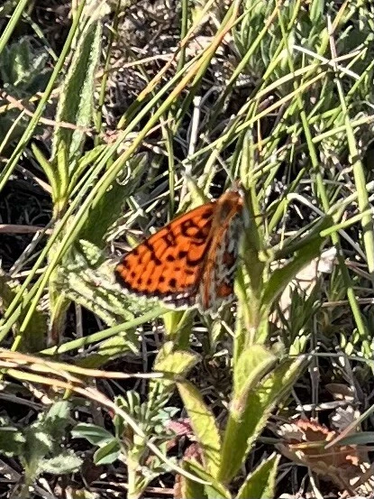 Melitaea didyma - tüzes tarkalepke