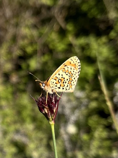 Melitaea trivia - kis tarkalepke