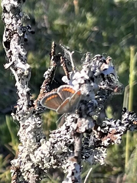 Aricia agestis - szerecsenboglárka