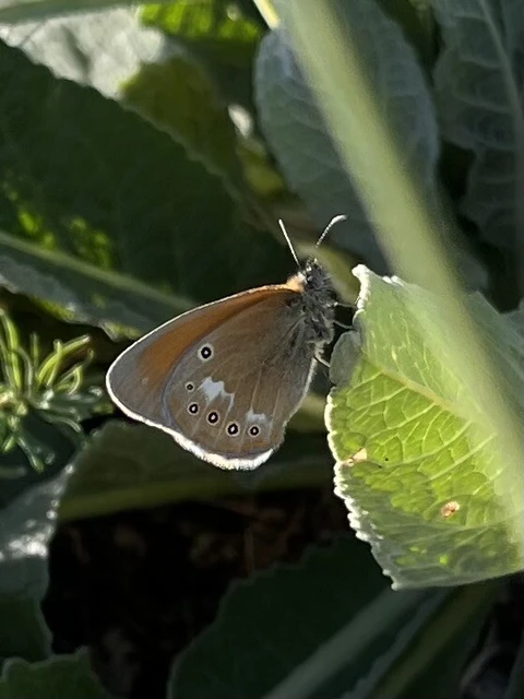 Coenonympha glycerion - közönséges szénalepke