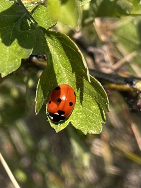 Coccinella septempunctata - hétpettyes katica