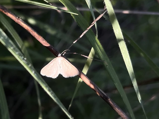 Minoa murinata - kutyatej-araszoló