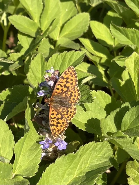 Boloria dia - kis gyöngyházlepke