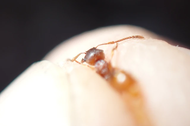 Myrmica rubra - közönséges bütyköshangya