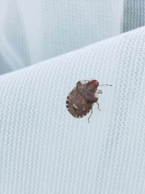 Dyroderes umbraculatus Dyroderes umbraculatus