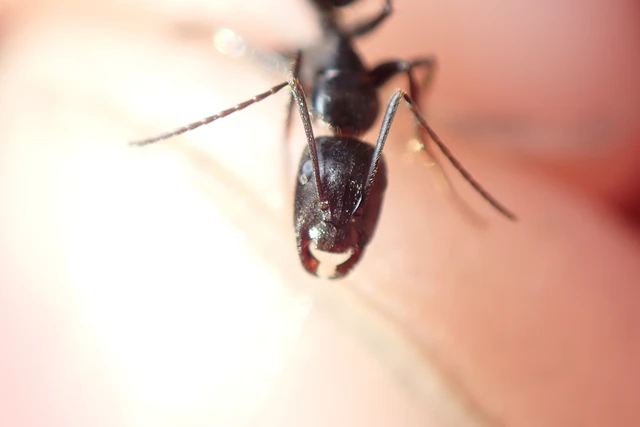 Camponotus aethiops - szőrös lóhangya