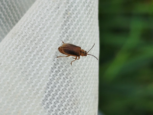Galerucella