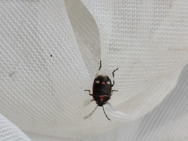 Eurydema oleracea - paréjpoloska Eurydema oleracea - paréjpoloska