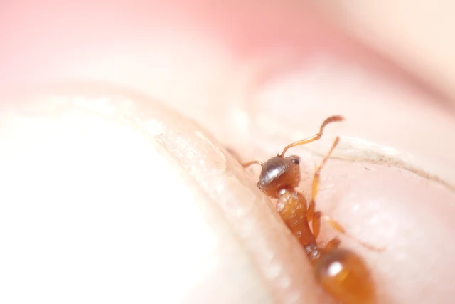 Myrmica ruginodis - erdei bütyköshangya