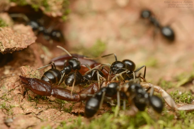 Lasius fuliginosus - kartonépítő fahangya