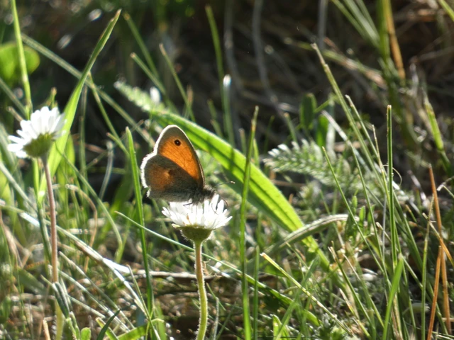 Coenonympha pamphilus - kis szénalepke