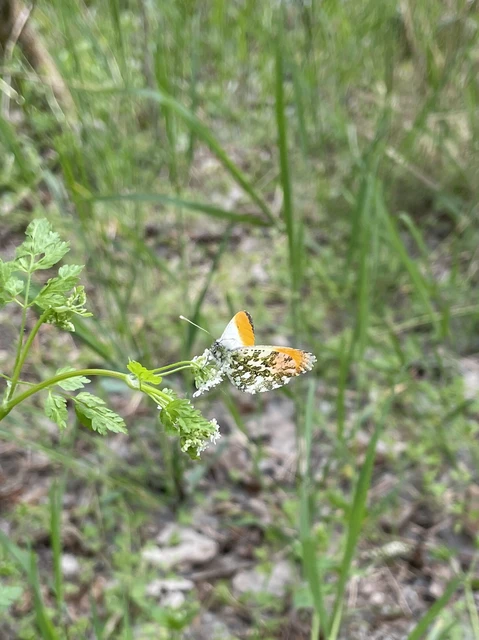 Anthocharis cardamines - hajnalpírlepke