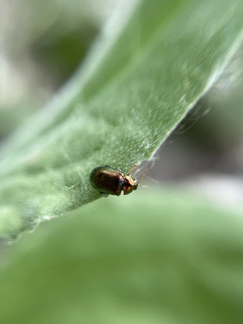 Crepidodera