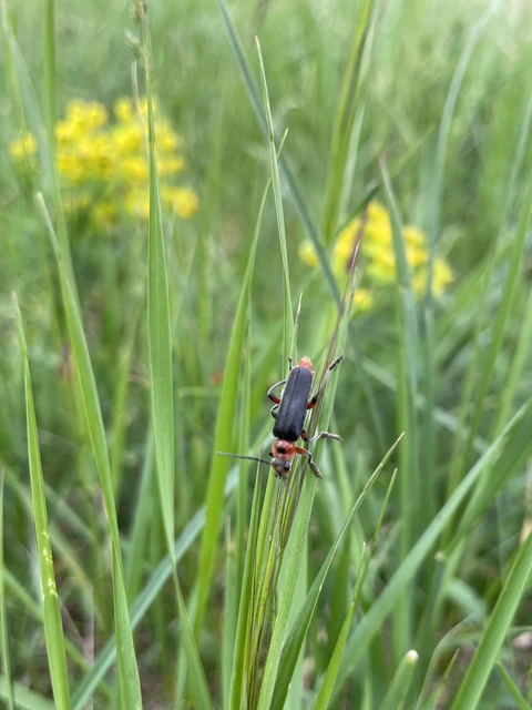 Cantharis rustica - suszterbogár