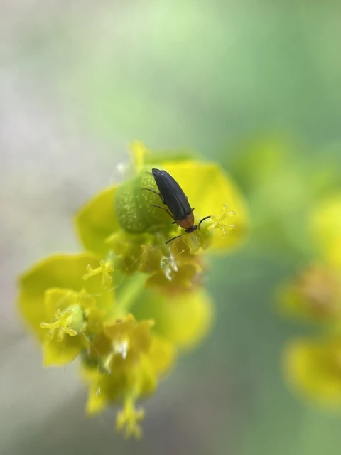 Anaspis