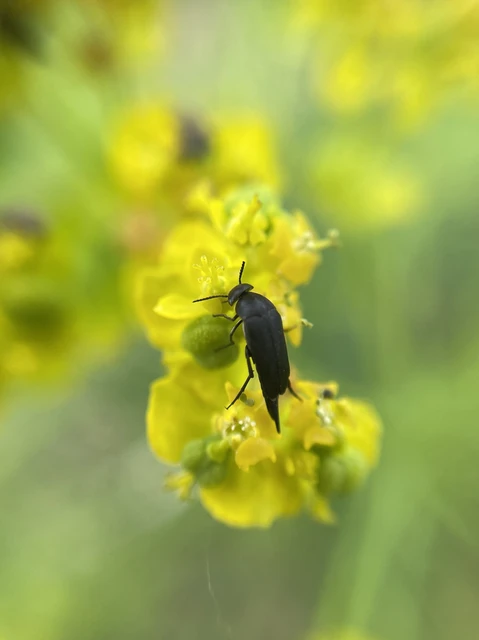Mordellidae - marókafélék