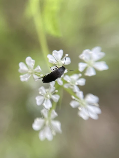 Anaspis