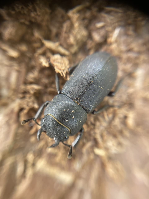 Dorcus parallelipipedus - kis szarvasbogár