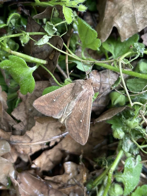 Mythimna albipuncta - fehérpettyes rétibagoly