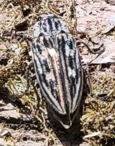 Chalcophora mariana - nagy fenyvesdíszbogár