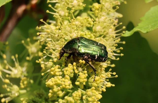 Cetonia aurata - aranyos virágbogár