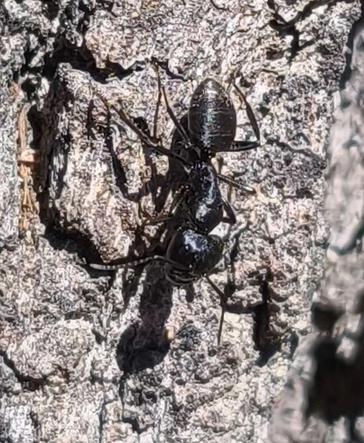Camponotus vagus - fekete lóhangya