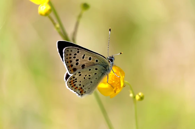 Lycaena tityrus - barna tűzlepke