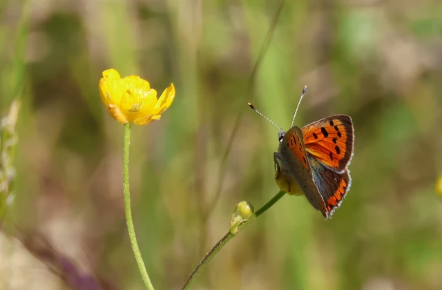 Lycaena phlaeas - közönséges tűzlepke
