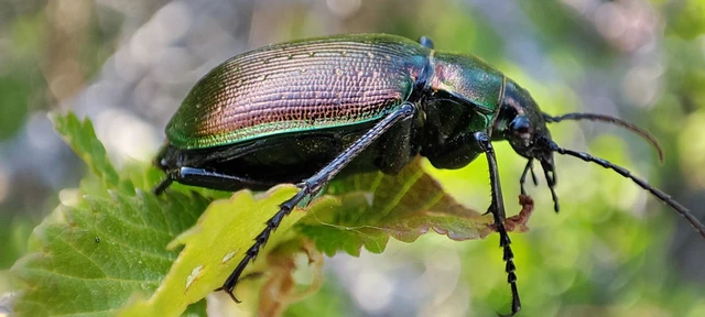 Calosoma inquisitor - kis bábrabló