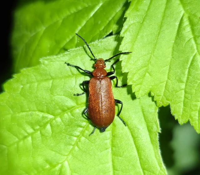 Pyrochroa serraticornis - közép-bíborbogár Pyrochroa serraticornis - közép-bíborbogár